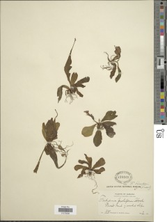 Tectaria hookeri image