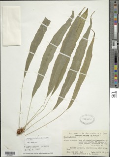 Elaphoglossum smithii image