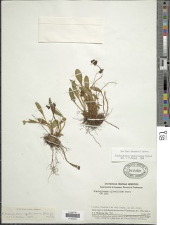Elaphoglossum hieracioides image