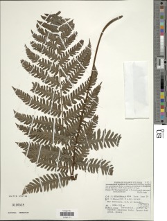 Tectaria novoguineensis image