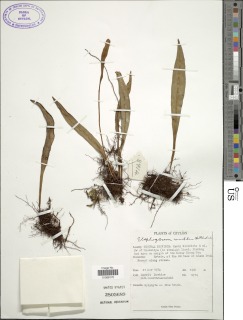Elaphoglossum commutatum image