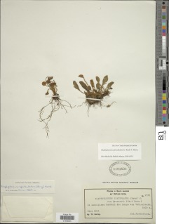 Elaphoglossum piloselloides image