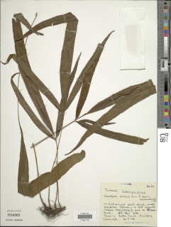 Tectaria lobbii image