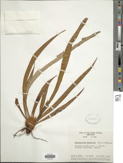 Elaphoglossum herminieri image