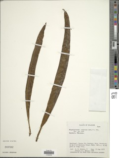 Image of Elaphoglossum cinereum