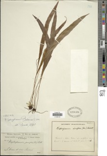 Elaphoglossum burchellii image