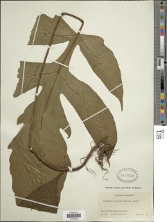 Image of Tectaria nicotianifolia