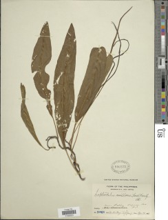 Leptochilus axillaris image