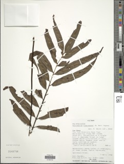 Phymatosorus cuspidatus subsp. cuspidatus image