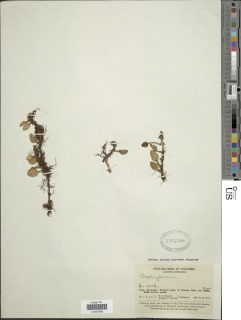 Elaphoglossum andreanum image