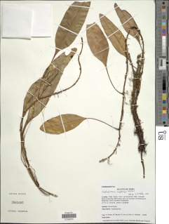 Elaphoglossum amphioxys image