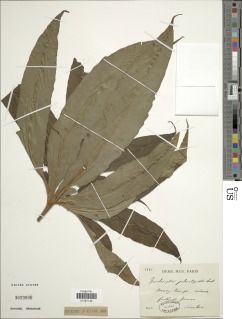 Neocheiropteris palmatopedata image
