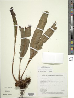 Elaphoglossum austromarquesense image