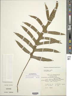 Phymatosorus grossus image
