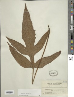 Tectaria crenata image