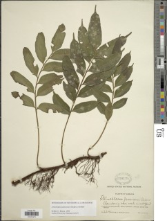 Lomariopsis jamaicensis image