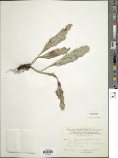 Elaphoglossum vieillardii image