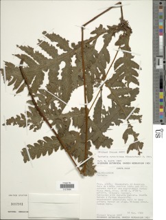 Tectaria rufovillosa image