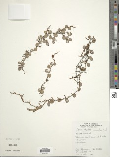 Lemmaphyllum microphyllum image