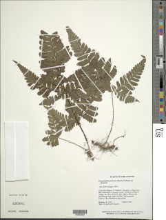 Triplophyllum funestum image
