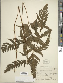 Tectaria adenophora image
