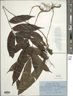 Lomariopsis muriculata image