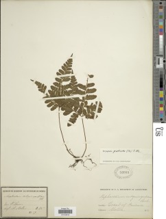 Triplophyllum subquinquefidum image