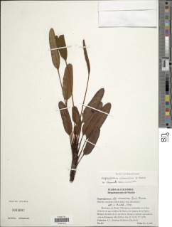 Elaphoglossum vulcanicum image