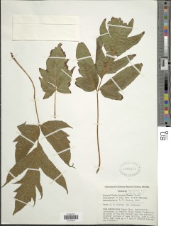 Tectaria transiens image