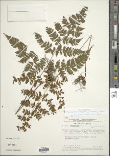 Triplophyllum glabrum image