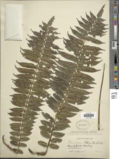 Lomariopsis vestita image