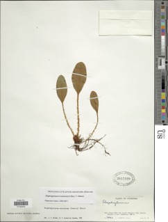 Elaphoglossum muscosum image