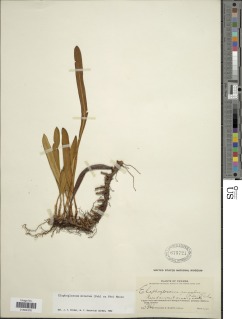 Elaphoglossum miniatum image
