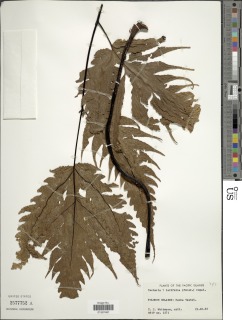 Tectaria latifolia image