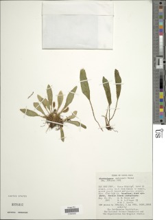 Elaphoglossum andersonii image