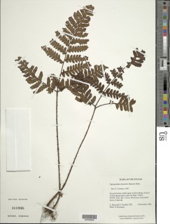 Triplophyllum crassifolium image