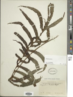 Phymatosorus parksii image