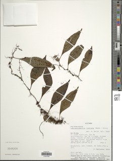 Lemmaphyllum rostratum image