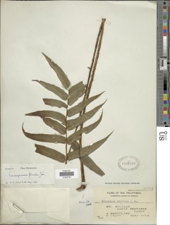 Lomagramma pteroides image