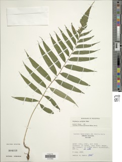 Polybotrya sorbifolia image