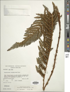 Polystichum concinnum image