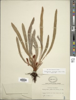 Image of Elaphoglossum siliquoides