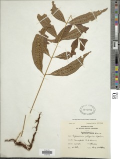 Image of Goniophlebium rajaense