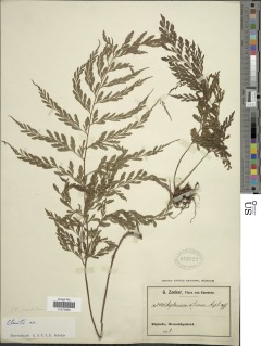 Image of Triplophyllum dimidiatum