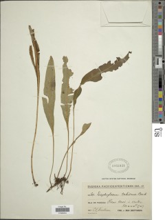 Elaphoglossum feejeense image