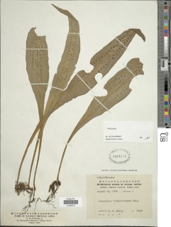 Leptochilus hemionitideus image