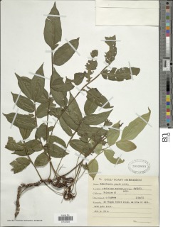 Lomariopsis rossii image