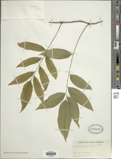 Teratophyllum ludens image