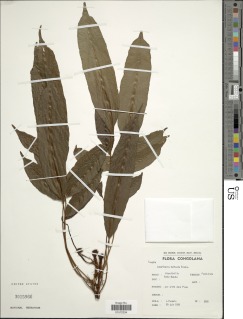 Image of Lomariopsis muriculata