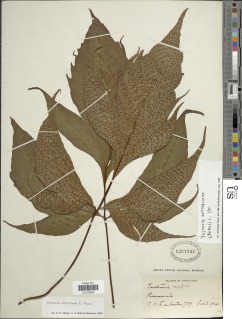 Tectaria murilloana image
